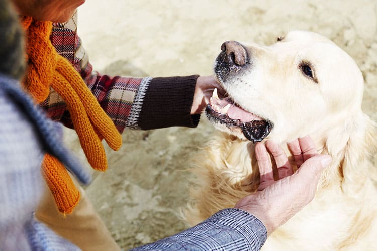 kunnen honden uw geestelijke gezondheid helpen