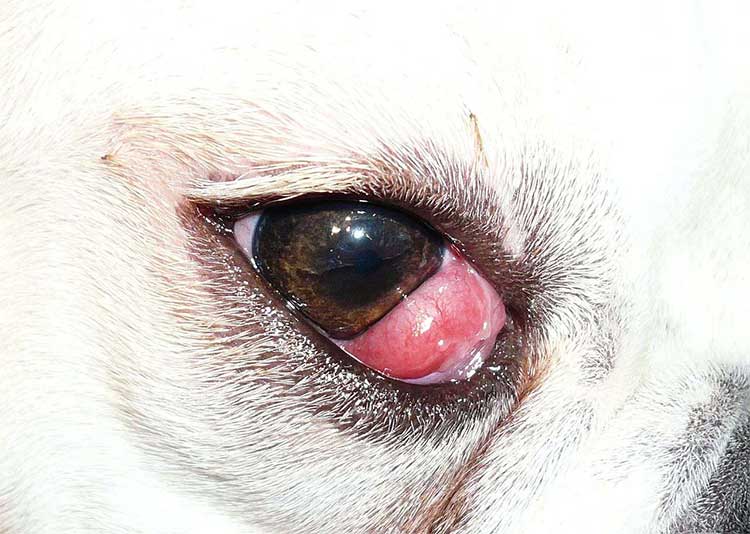 Chihuahua kersenoog
